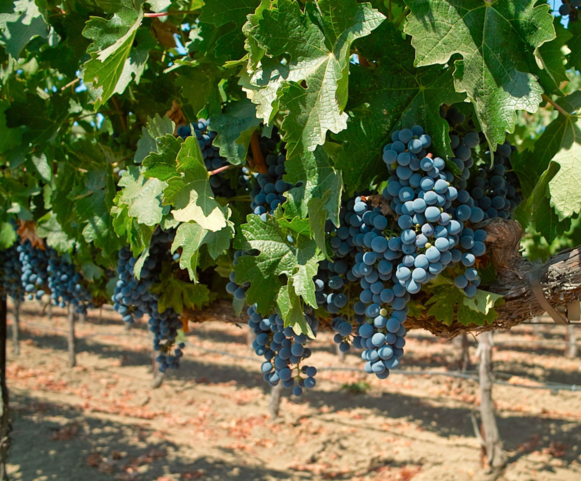 Grapes on the vine.