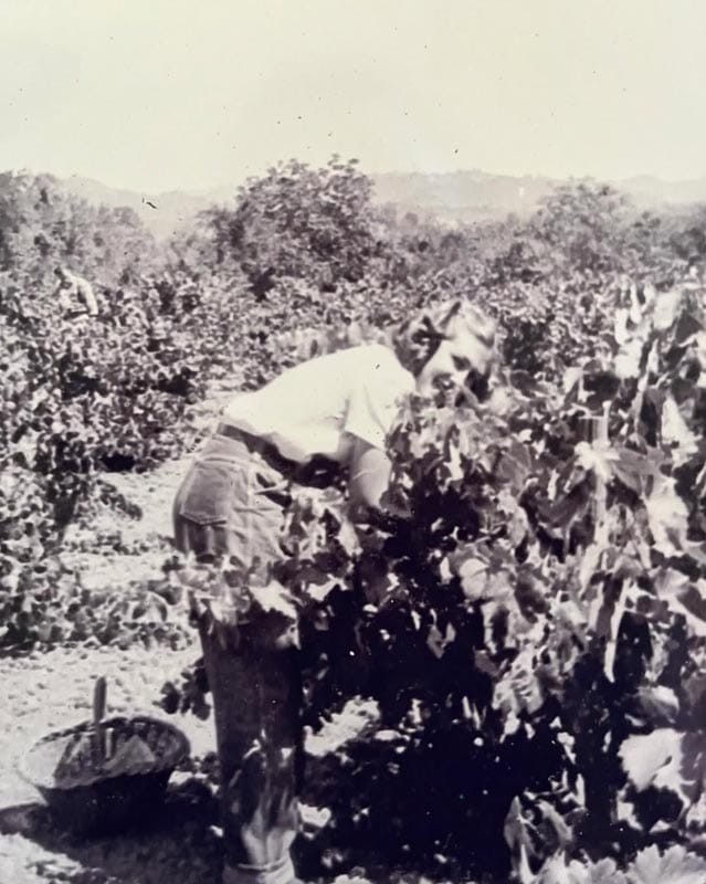Historical photo from Wight Vineyard Management, Inc.